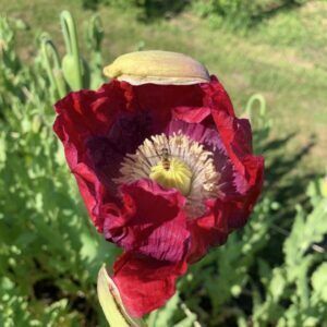 Papaver 'slaapbol' bloemzaden - Afbeelding 2