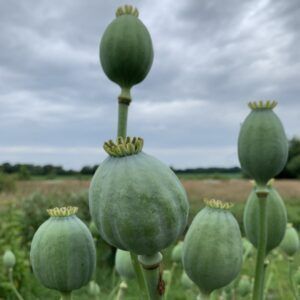 Papaver 'slaapbol' bloemzaden