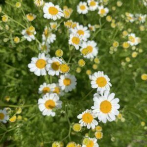 Moederkruid bloemzaden