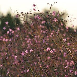 Talinum bloemzaden - Afbeelding 2