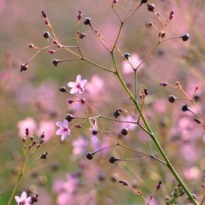 Talinum bloemzaden